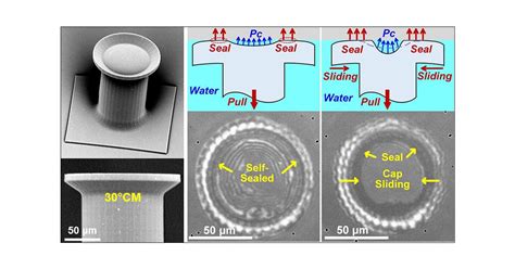 Strong Wet And Dry Adhesion By Cupped Microstructures ACS Applied