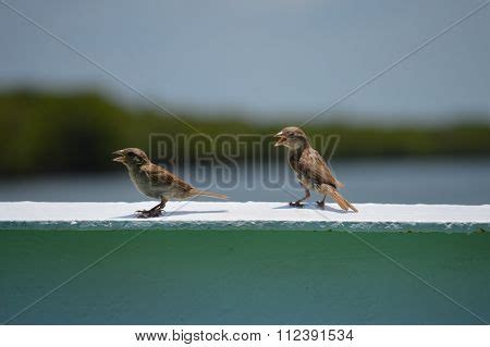 Birds Singing Image & Photo (Free Trial) | Bigstock