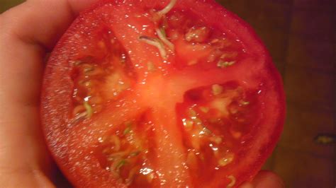 A Tomato S Seeds Were Sprouting From Inside The Tomato R Mildlyinteresting