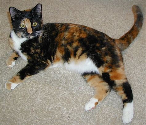 Tortoiseshell Cat - Cats Photo (36721765) - Fanpop