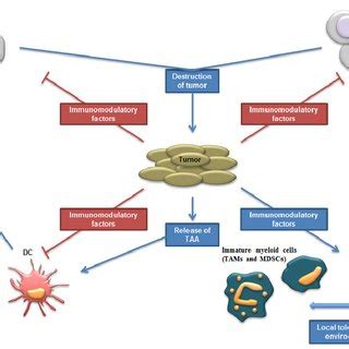 Schematic Representation Of Tumor Environment Interactions Between