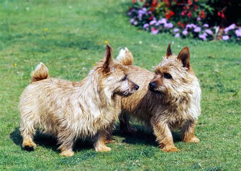 Learn About The Dwarf Dog Breeds