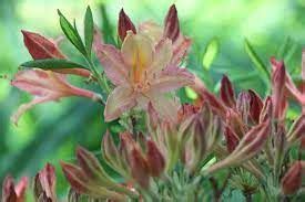 Rhododendron Atlanticum Choptank River Sweet Rocky Dale Gardens