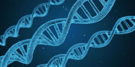 Dna En Familiegeschiedenis Cbg