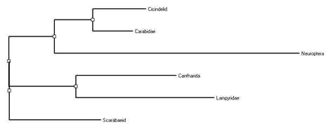 Phylogenetic Trees Bsci 1511l Statistics Manual Research Guides At