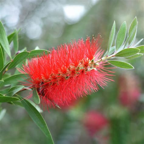Kuflik cytrynowy (Callistemon citrinus) Przewodnik po pielęgnacji ...