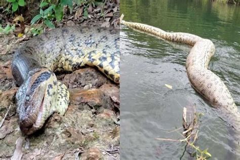 Sucuri Ana J Lia O Que Se Sabe Sobre Morte Do S Mbolo De Bonito