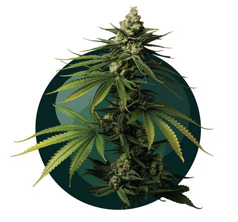 Explore The Botanist | About The Botanist