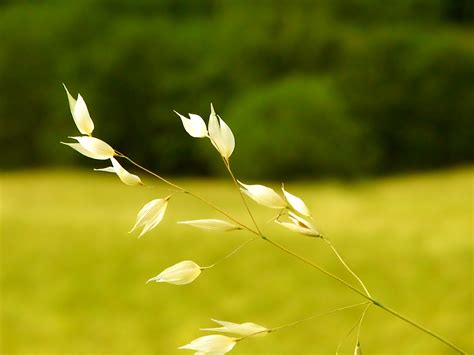 Wallpaper Sunlight Nature Field Branch Green Yellow Tree Leaf