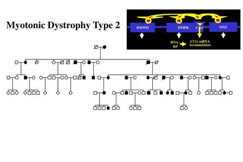 PPT - Myotonic Dystrophy Type 2 PowerPoint Presentation - ID:281770