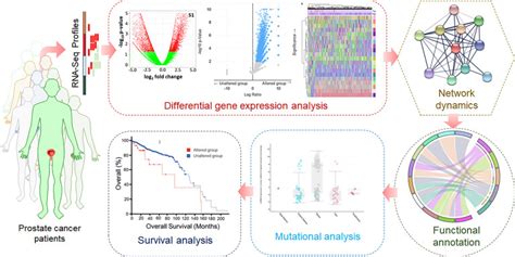 Differential Gene Expression And Weighted Correlation Network Dynamics