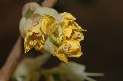 Corylopsis Pauciflora Hamamelidaceae Image At Phytoimages Siu Edu