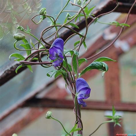 Купить семена Аконит вьющийся Aconitum volubile в Москве: доставка ...