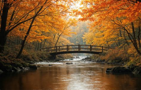 Wallpaper Autumn Forest Trees Branches Bridge Park River Stones