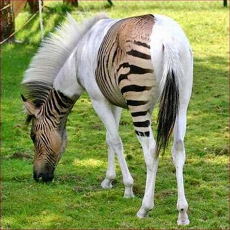 Extremely Rare White Zebra Artofit