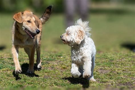 Das Geheimnis der perfekten Hundegehorsamkeit Jetzt enthüllt