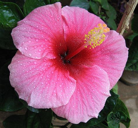 Hibiscus Hawaiian Flowers | ubicaciondepersonas.cdmx.gob.mx