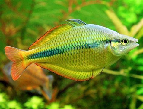 Tropical Rainbow Fish