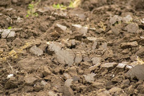 Selective Focus, Detail of Fertile Soil of an Agricultural Field Stock ...