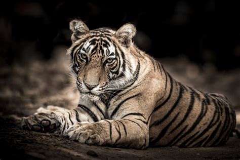 Ranthambore Salvaje Macho Bengala Tigre Extremo Cerrar Imagen De Arte O