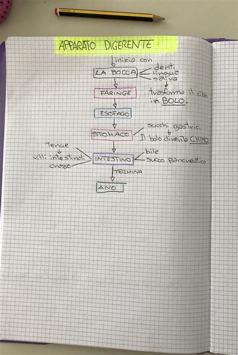 Mappa Concettuale Mappe Concettuali Apparato Digerente Mappa