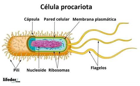 Tipos De Células E Suas Características Eucariotos E Procariotos Learnaboutworld