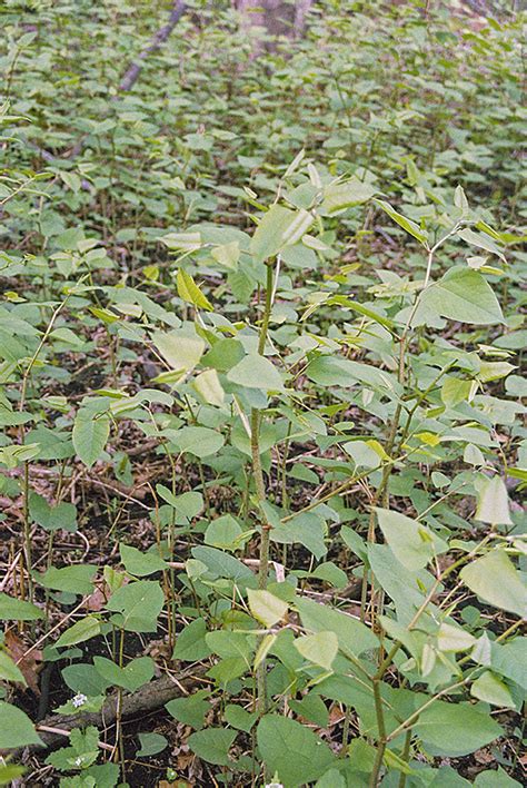 Minnesota Seasons Japanese Knotweed