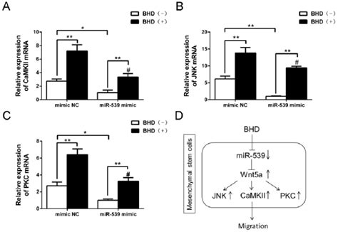 The Down Stream Molecules Of Wnt5a Were Inhibited By MiR 539 5p A C