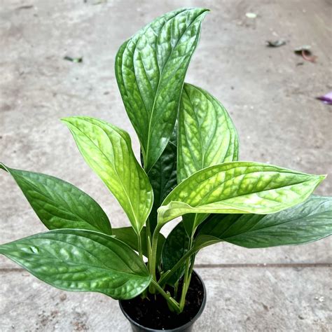 4″ Monstera Siam – The (KC) Plant Factory