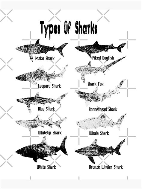 Types of Sharks Premium Matte Vertical Poster sold by Chris Connolly ...