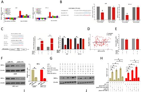 Lncrna与免疫抑制微环境的研究思路 企业动态 丁香通