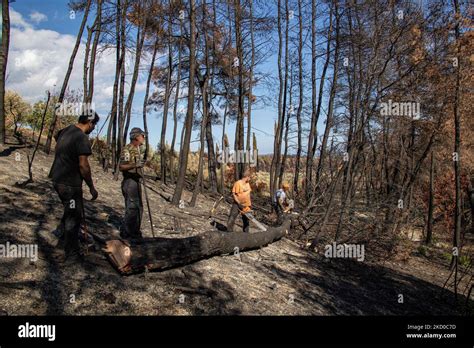 Las Secuelas De Los Incendios Forestales En La Isla Evia Uno De Los