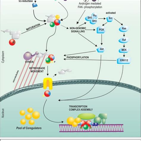 Schematic Of Androgen Receptor Ar Signalling In Download