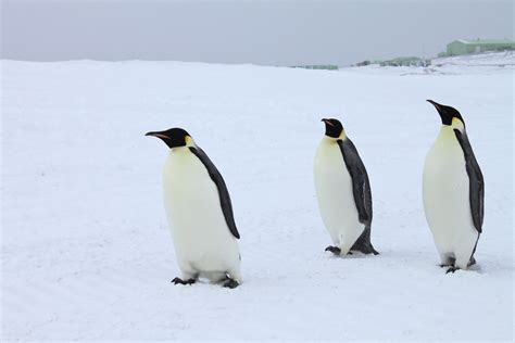 Definitive Guide To Emperor Penguin Facts, Habitat, Conservation Status ...