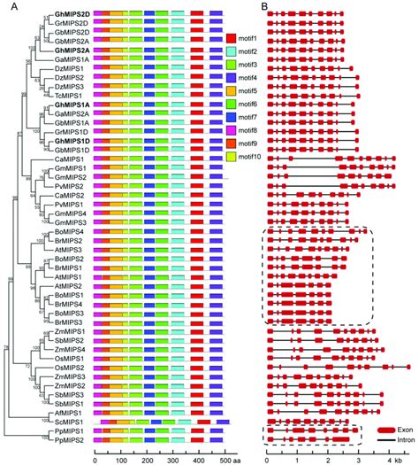 Conserved Motif And Exon Intron Dynamic Analyses Of Plant Mips