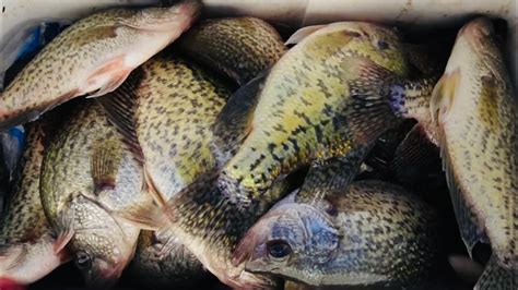 Creek Crappie Fishing Limit In Jon Boat Creek Crappie