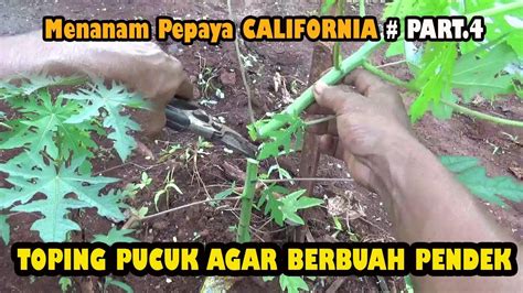 Tutorial Menanam Pepaya California Toping Pucuk Agar Berbuah Pendek Part 4 Youtube