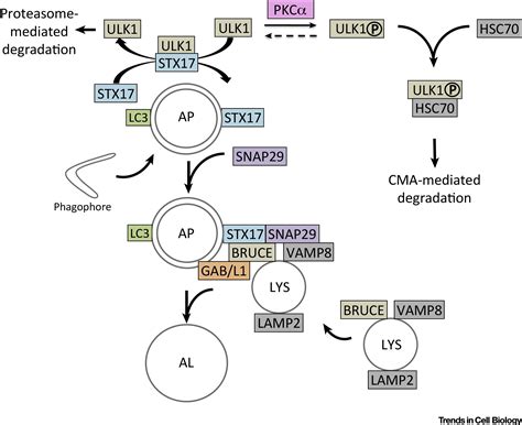 Regulation Of Syntaxin During Autophagosome Maturation Trends In