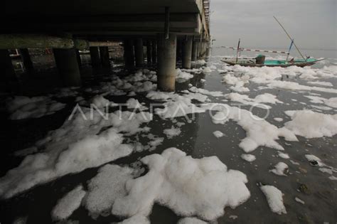 Busa Putih Di Pantai Kenjeran Antara Foto