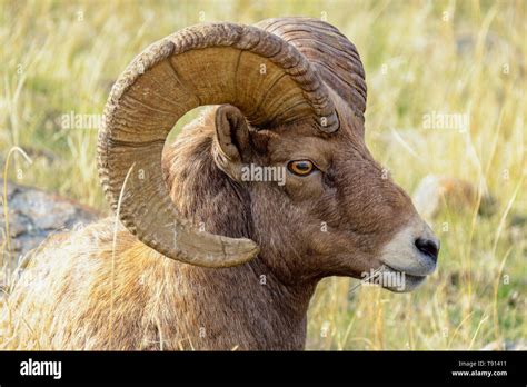 Close Up Of A Ram Male Bighorn Sheep Ovis Canadensis Stock Photo Alamy