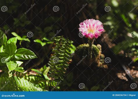 Green Mammillaria Cactus With Pink Flower In Dark Blackground Stock