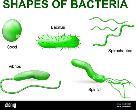 Bacterias comunes infectando humanos Ilustración vectorial Las