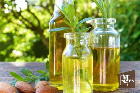 Horticultural Oil Vs Neem Oil Are They Very Different Evergreen Seeds