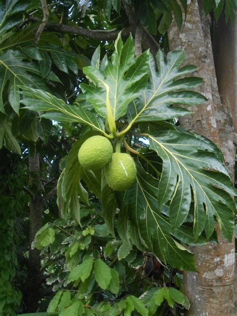 Breadfruit Tree Grenada Breadfruit Trees To Plant Hawaiian Plants