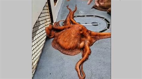 Pescadores Sorprendidos Por Un Pulpo Gigante Del Pac Fico Revista