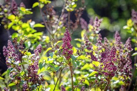 Lilacs Flowers Plants Purple Free Photo On Pixabay Pixabay