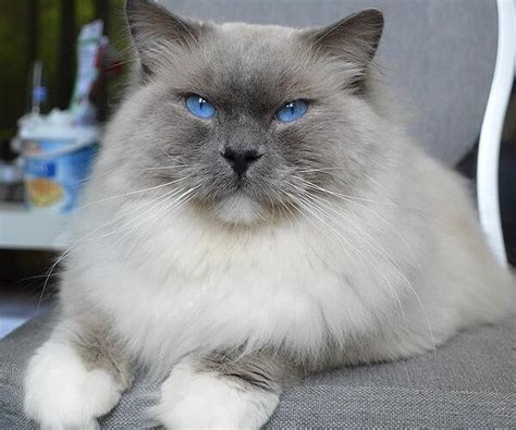 Blue Mitted Ragdoll: Complete Guide - Vocal Cats