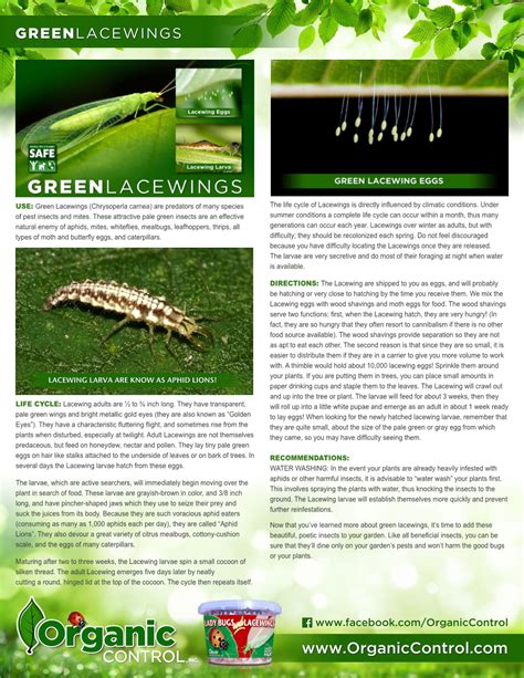 USE: Green Lacewings (Chrysoperla Carnea) Are Predators of Many Species ...