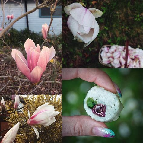 Magnolia Blossom And Ransom Sushi Edible Flowers Wild Food Foraging