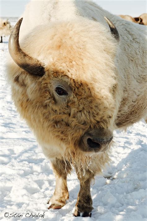 Legend of the White Bison - Calgary Guardian